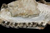 Fossil Running Rhino (Hyracodon) Jaws - South Dakota #143934-3